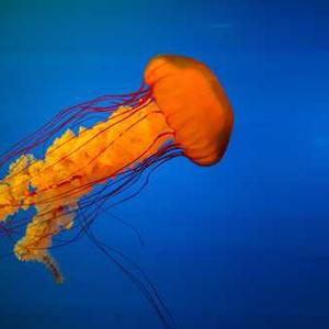 Anxiety & Stress Management 40